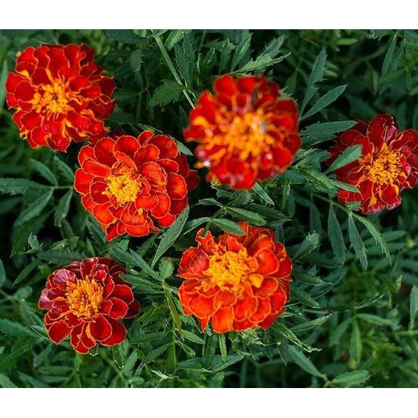 11 Foto Bunga Marigold Galeri Bunga Hd