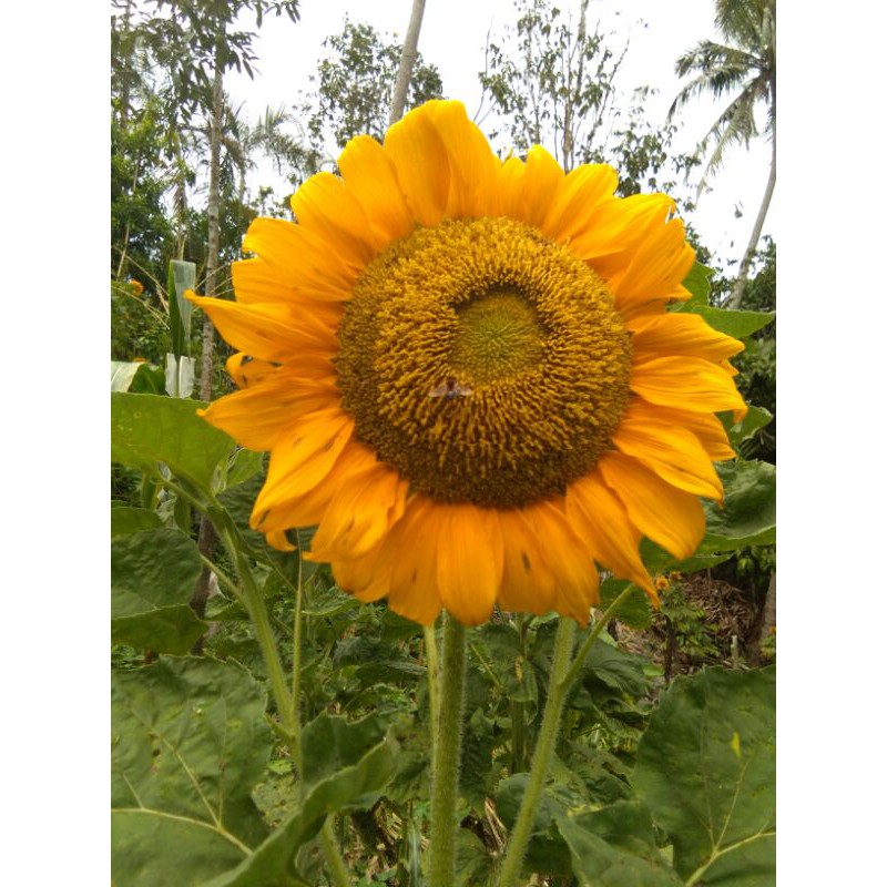 Giant Big Sunflower Seeds Biji Benih Bunga Matahari Shopee Malaysia