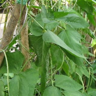 20pcsYardlong Bean Seeds/Biji Benih Kacang Panjang ...