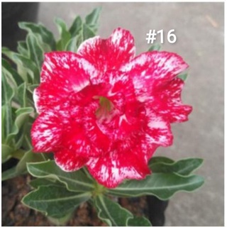 R S 现货 重瓣富贵花种子沙漠玫瑰种子adenium Obesum Seeds Shopee Malaysia