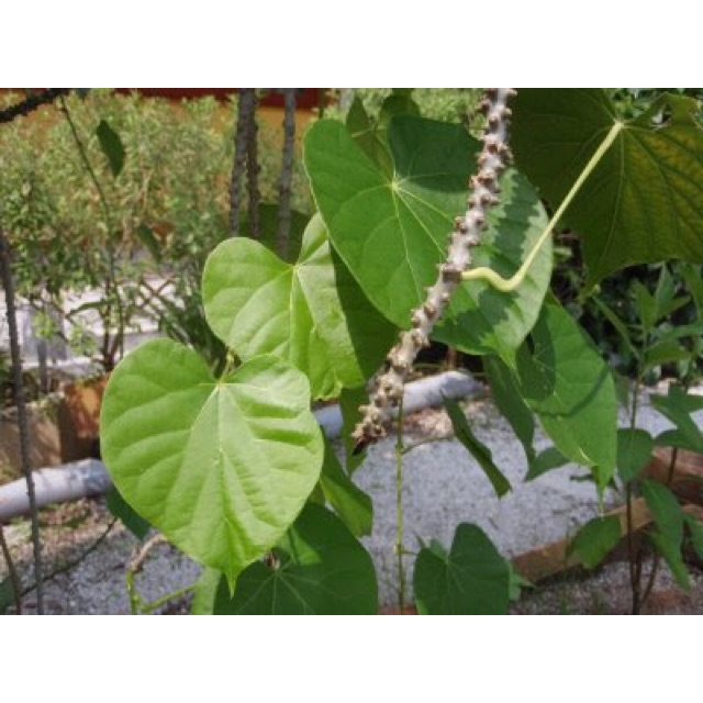 Pokok patawali /Akar seruntun/Keratan Batang | Shopee Malaysia
