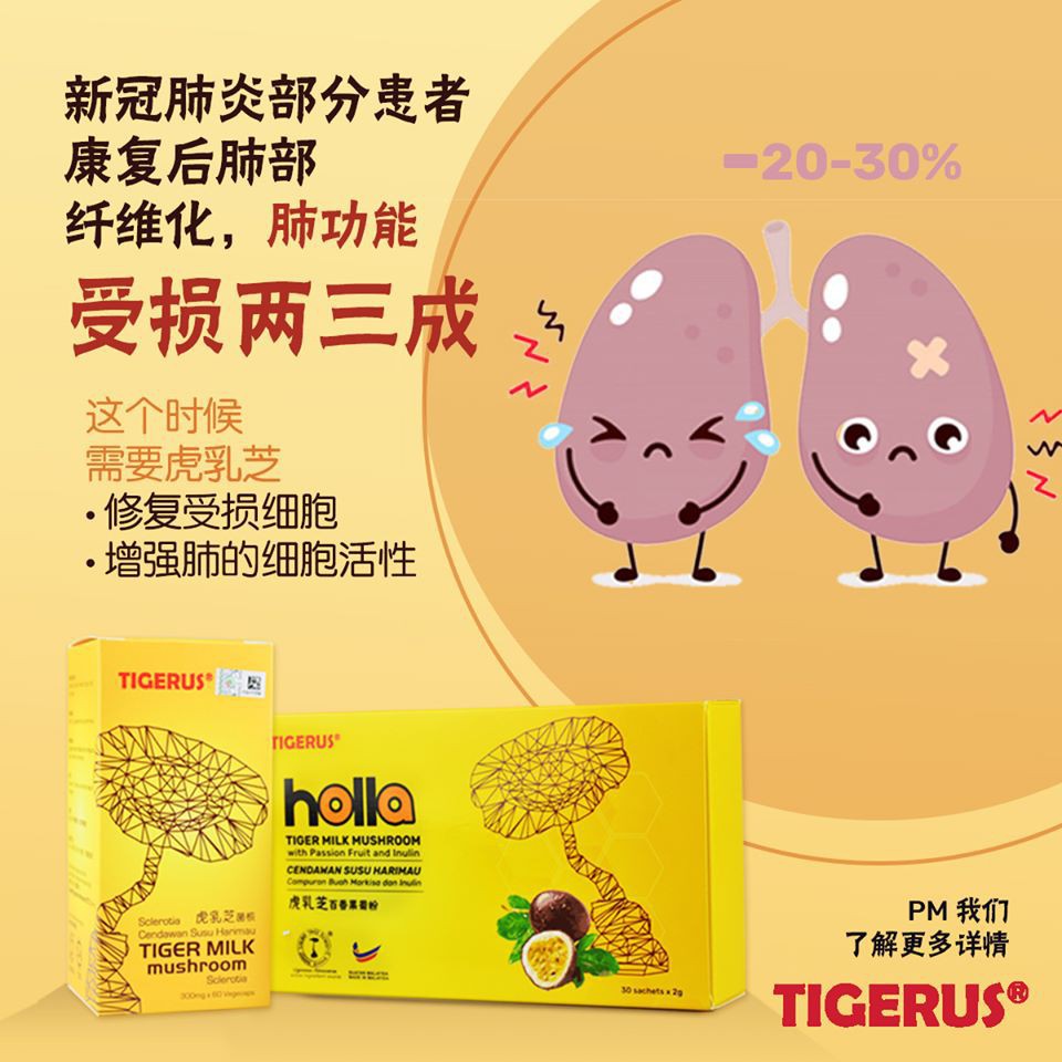 Authentic 正品tigerus Holla Tiger Milk Mushroom With Passion Fruit Inulin Improve Immune System 2g X 30 Sachets 虎乳 Shopee Malaysia