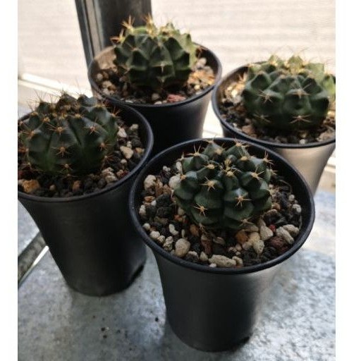 Buy Gymnocalycium Mihanovichii Cactus In 7cm Pot 绯牡丹仙人掌 多肉植物 Seetracker Malaysia