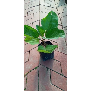 Buy Pokok Anak Terung Panjang Seetracker Malaysia