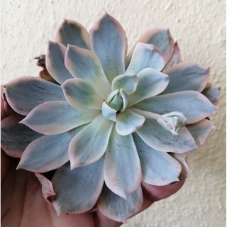 Succulent Plant Ready Stock多肉植物皮氏锦 Shopee Malaysia