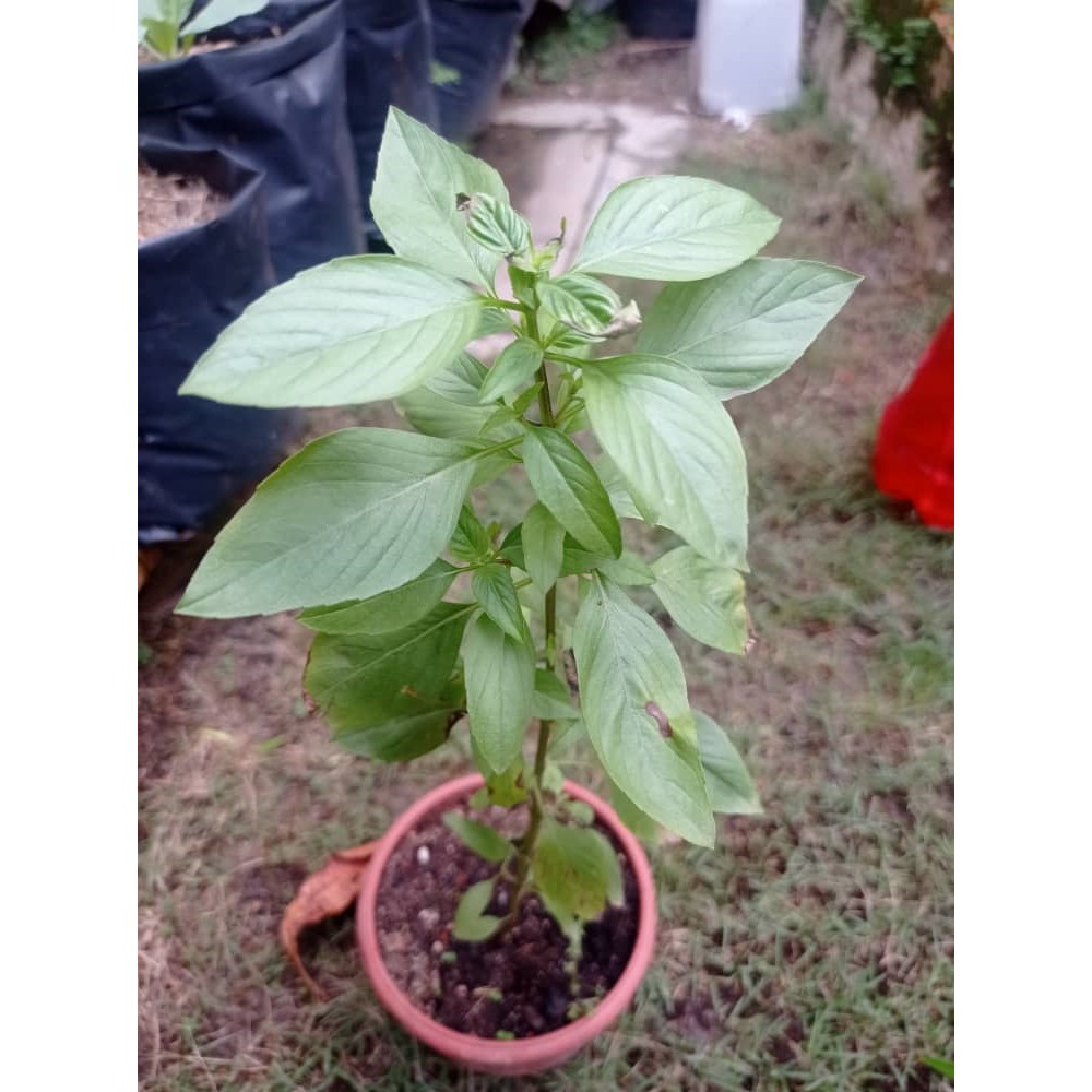 Anak Pokok Thai Basil (Selasih Thai) | Shopee Malaysia