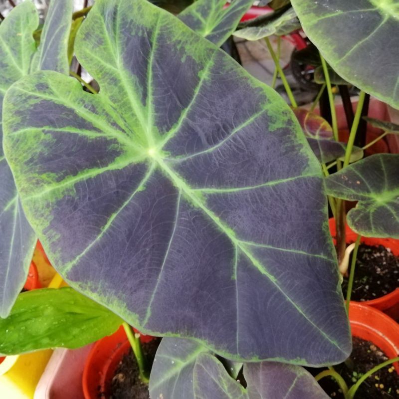 Colocasia Illustris Keladi Hitam Illustris