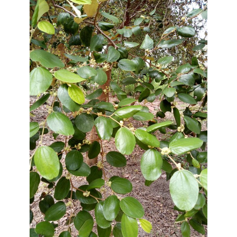 Daun Bidara Segar Dari Pokok