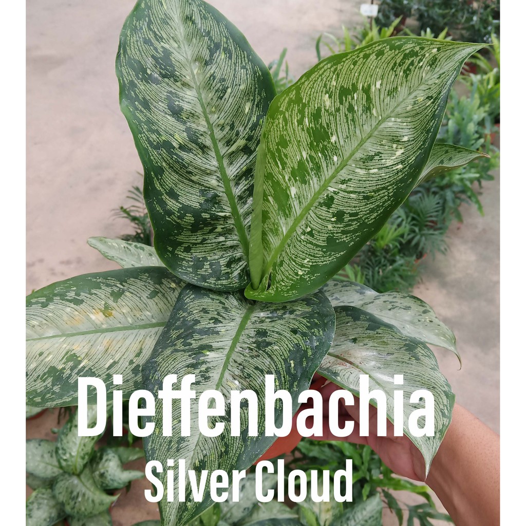 House Plants Dieffenbachia Silver Cloud Shopee Malaysia