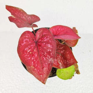 Live Plant Caladium bicolor houseplant, Keladi warna mix ...