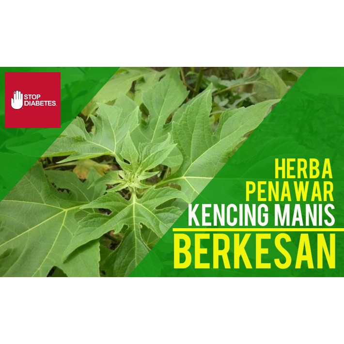 Ubat Kencing Manis Teh Daun Insulin Turunkan Diabetis Gula Kencing Manis Dengan Berkesan Shopee Malaysia