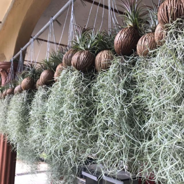 REAL LIVE AIR PLANT IONANTHA+USNEOIDES MOSS LOCAL POKOK JANGGUT