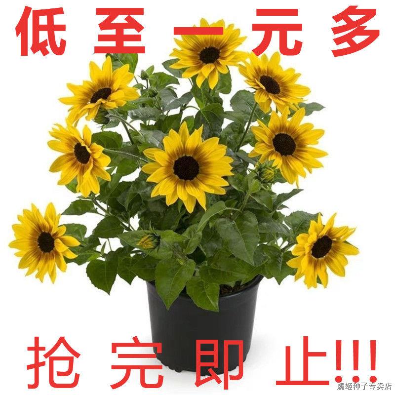 花瓜子 Prices And Promotions Nov 21 Shopee Malaysia