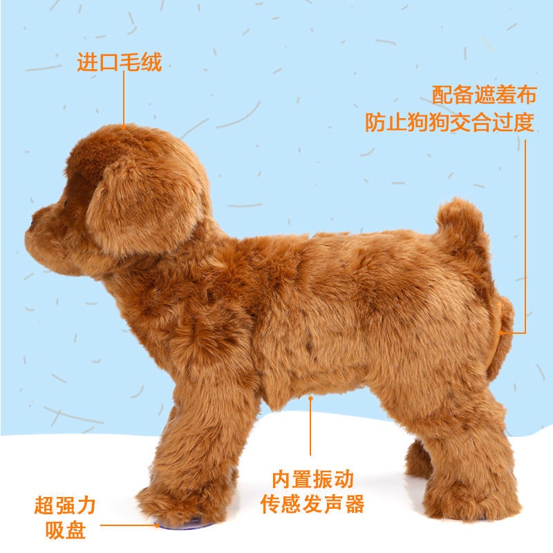 Why Do My Male Dogs Fight