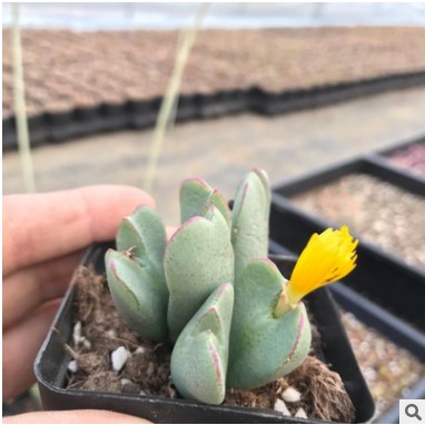 多肉植物肉锥少蒋大蒋赤耳少蒋红边群生多头母本