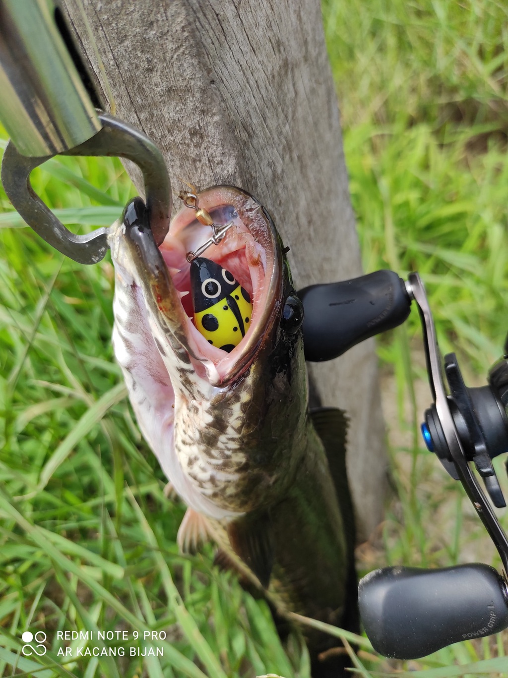 EXP BUGGY FROG Soft Rubber Frog Expert Snakehead Hunter Haruan