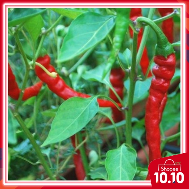 10pcs Seeds Cili Merah Panjang Taiwan Shopee Malaysia