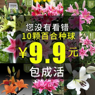 带芽香水百合花盆栽带花苞冬季室内百合种球花卉四季种易活花种子 Shopee Malaysia