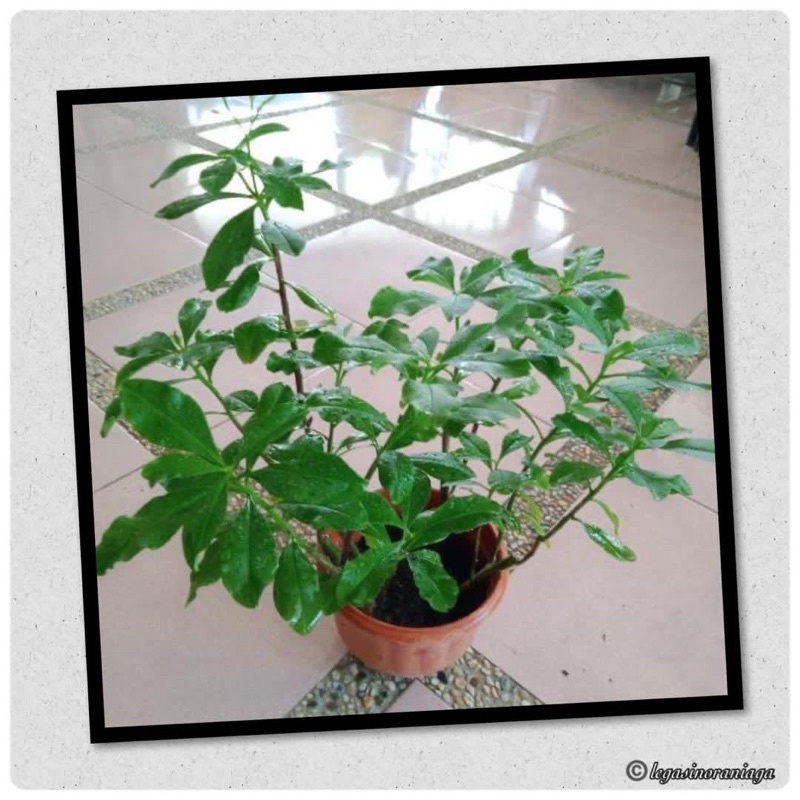 Buy Anak Pokok Ginseng Som Jawa Talinum Paniculatum Seetracker Malaysia