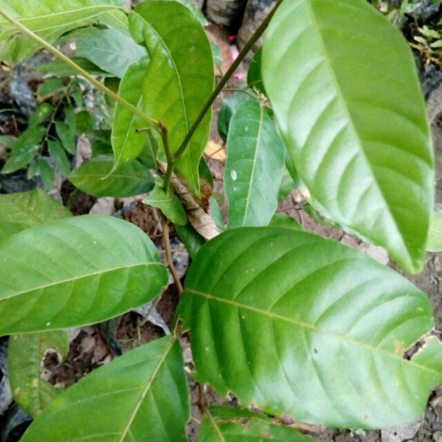 Anak Pokok Rambutan Laici Buah Padat Dan Sedap Shopee Malaysia