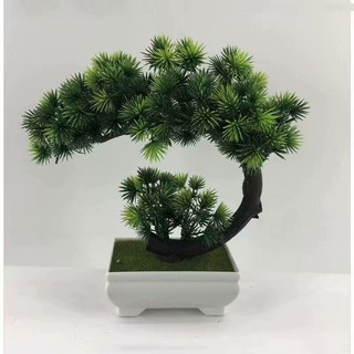 Bunga Daqi Pine Simulasi Selamat Datang Pine Pinus Bunga Daqi Pine Simulasi Selamat Datang Pine Pinus