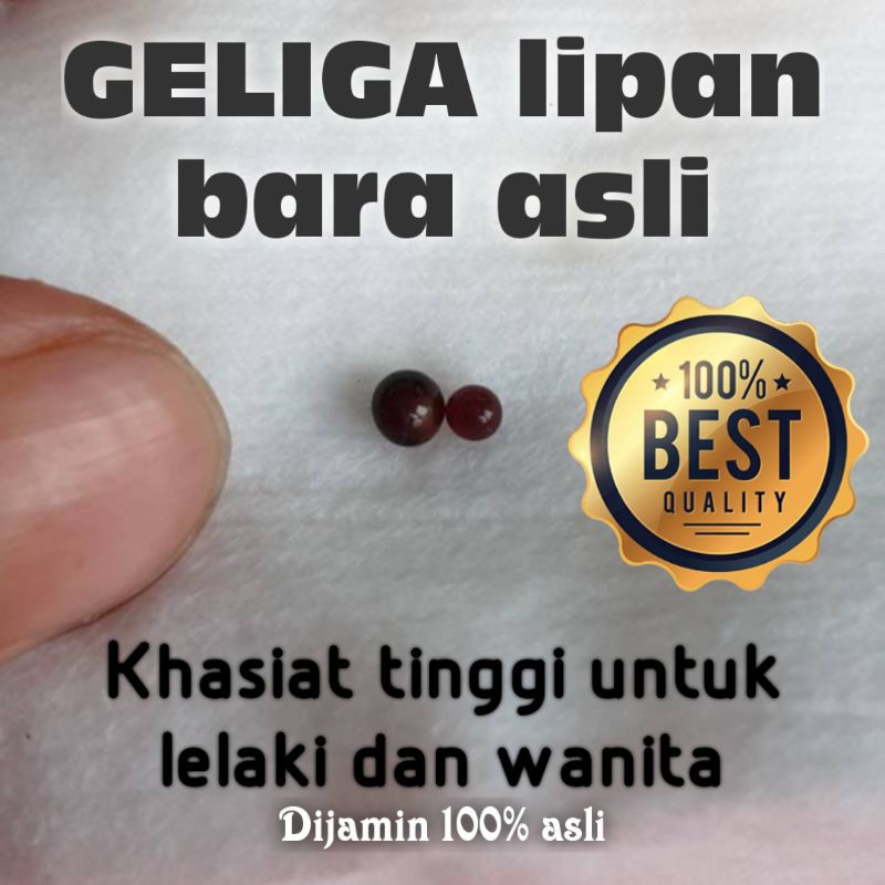 Geliga Lipan Bahagian Kepala Gerenti Asli