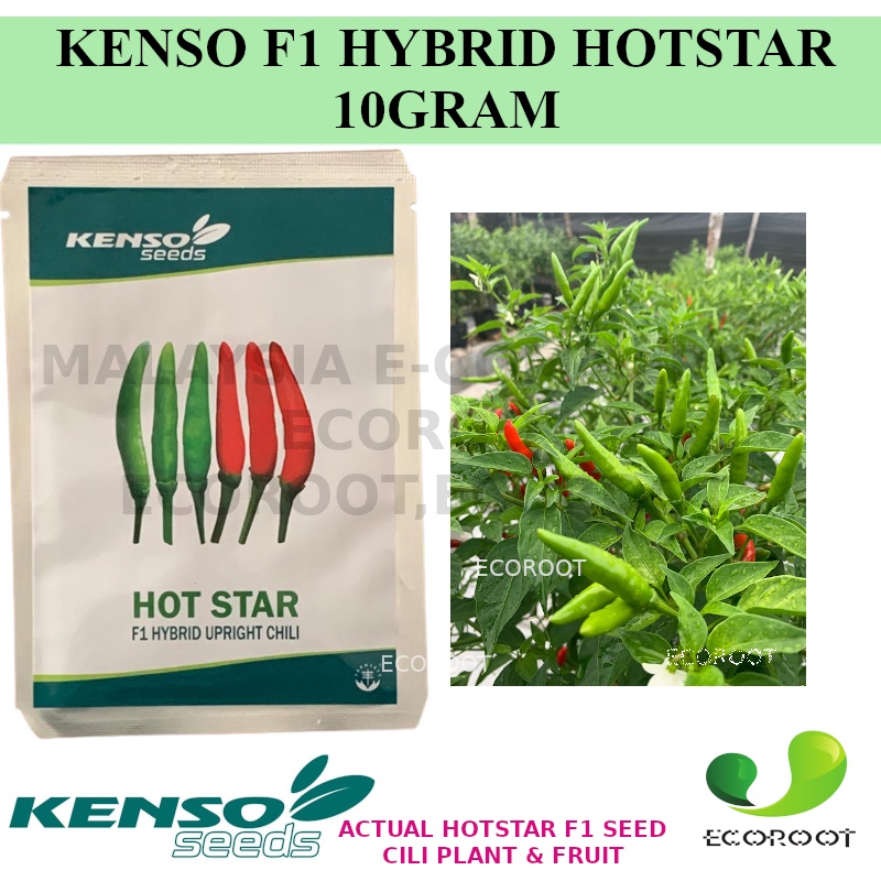 KENSO SEED CILI PADI HOT STAR F1 HYBRID UPRIGHT CHILI 10GRAM Setanding Cili Bara Cili Kampung CILI HOTSTAR CHILI BENIH