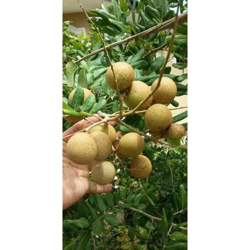 Pokok Mata Kucing Ping Pong