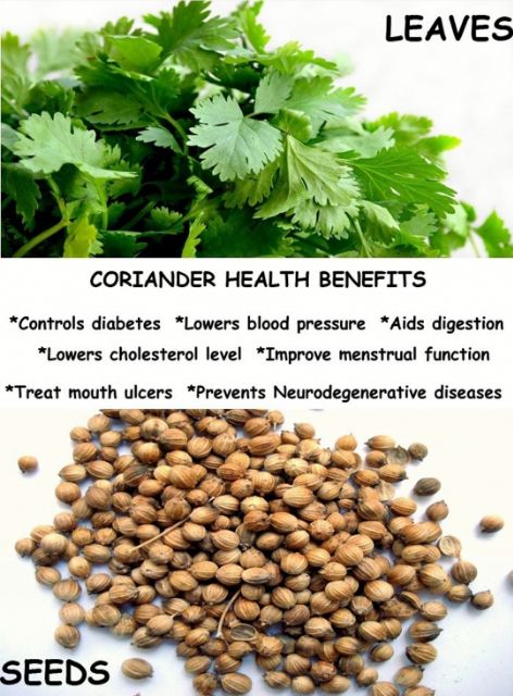 Coriander leaves in malay