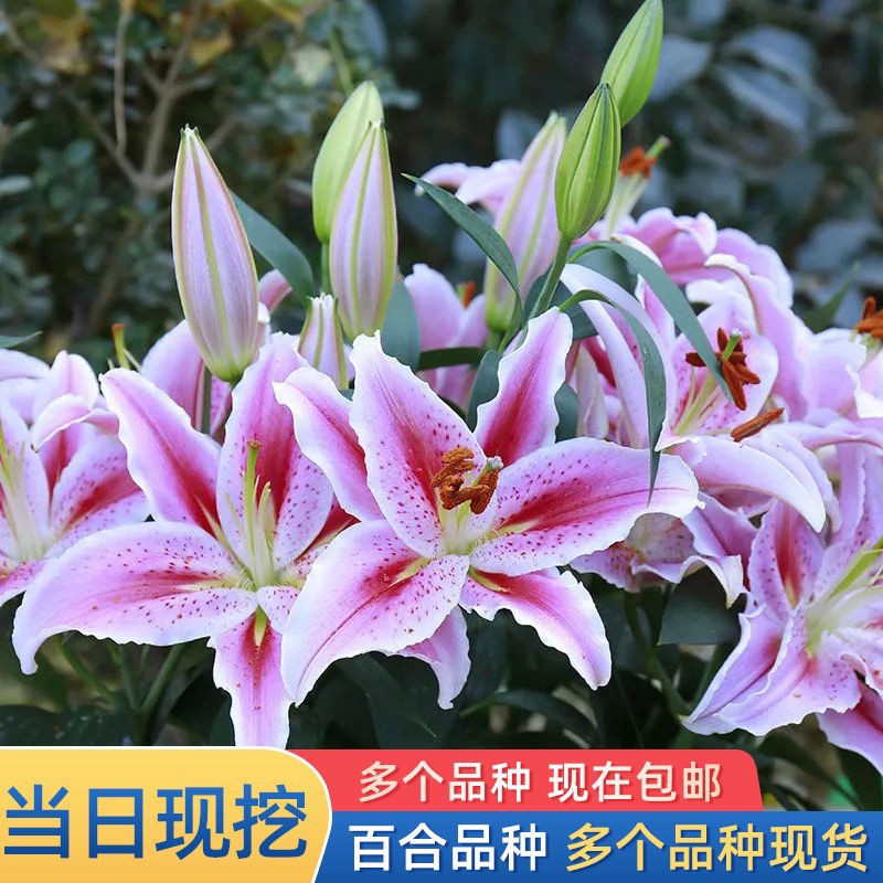 Perfume Lily Bulbs With Buds Four Seasons Lily Ground Indoor香水百合种球带芽四季百合地栽室内花卉盆栽耐寒浓香百合种球花苗sqbiqst975 Shopee Malaysia