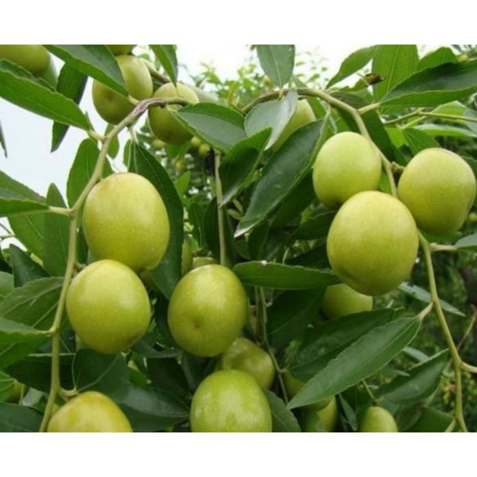 Buy Bidara Epal Bidara Hybrid Pokok Bidara Epal Pokok Bidara Epal Cepat Berbuah Anak Pokok Bidara Seetracker Malaysia