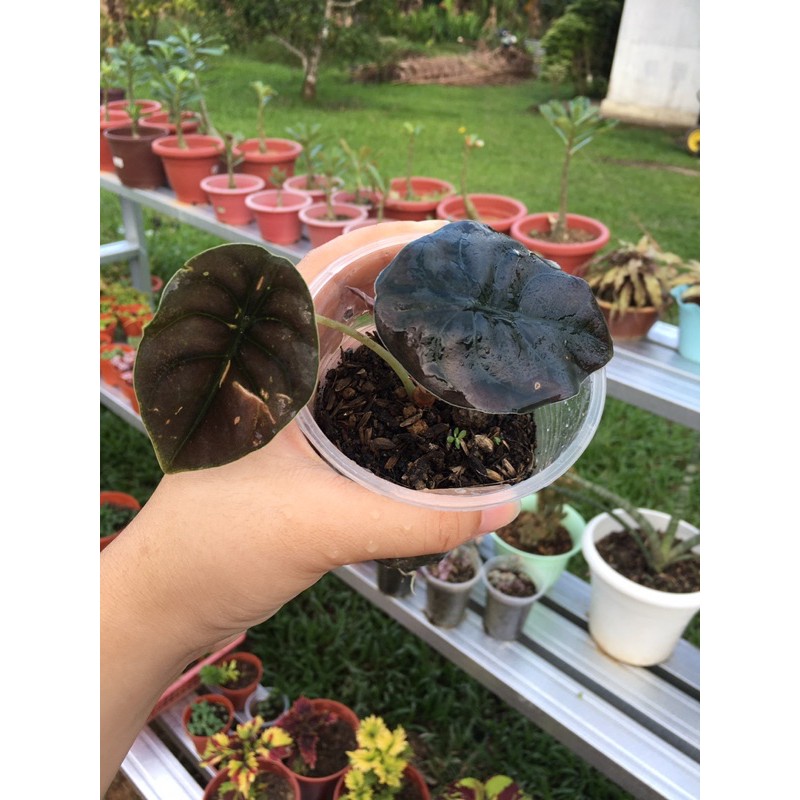 Buy Bunga Keladi Tengkorak Pos By Shopee Dalam Sabah Sahaja Seetracker Malaysia