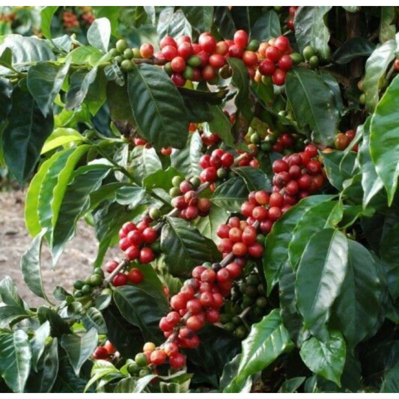 Buy Anak Pokok Kopi Arabica Arabica Coffee Plant Seetracker Malaysia