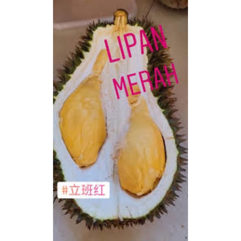 Lipan Bara Merah(Pokok Rare Limited,pokok Kawin Sekaki) Shopee Malaysia
