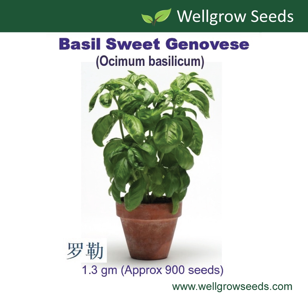 Sweet Basil Genovese Seeds (1.3gm, approx 900 sds) 罗勒 Biji Selasih Genovese Herb Seeds Wellgrow Seeds