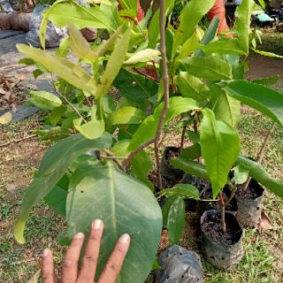 Pokok jambu madu hijau hybrib(sweet fruit) | Shopee Malaysia