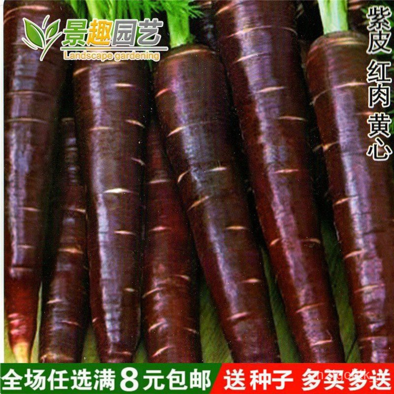 Vegetable Seeds 紫色人参紫黑胡萝卜种子老紫人参春播四季蔬菜种子天紫萝卜 Shopee Malaysia