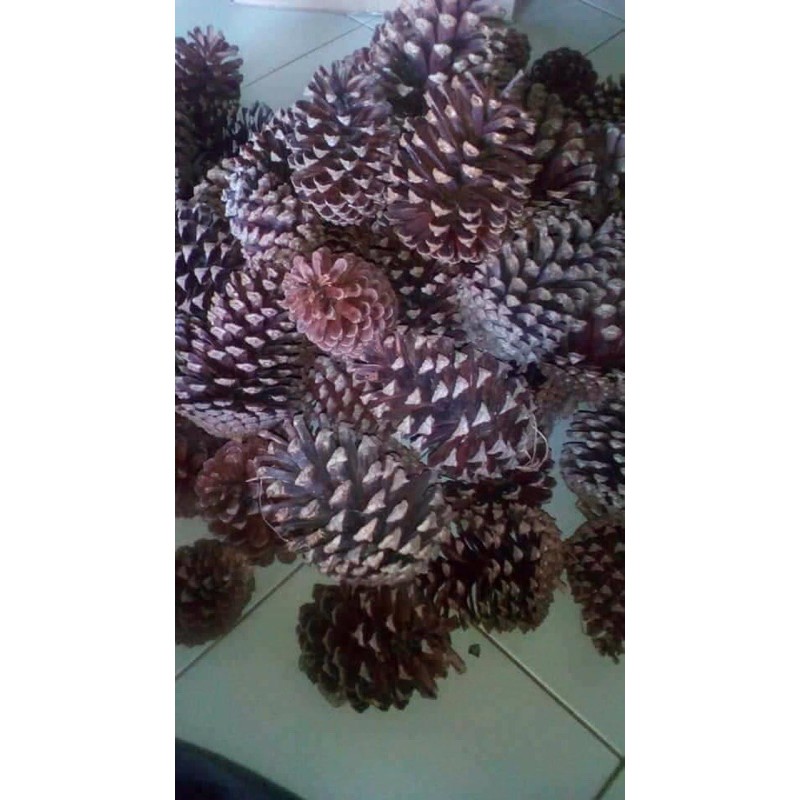 Nenas Batu 1001 Khasiat Shopee Malaysia