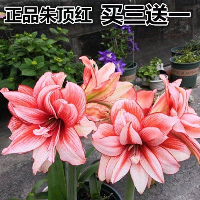 Buy Hippeastrum Bulbs Double Petaled Perennial Large Mediu荷兰进口朱顶红种球重瓣多年生大中小 球根土培绿植花4 17 Seetracker Malaysia