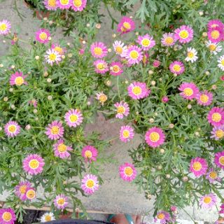 Anak Pokok Bunga  Aster  Merah Live Plants Red Aster  Flower 