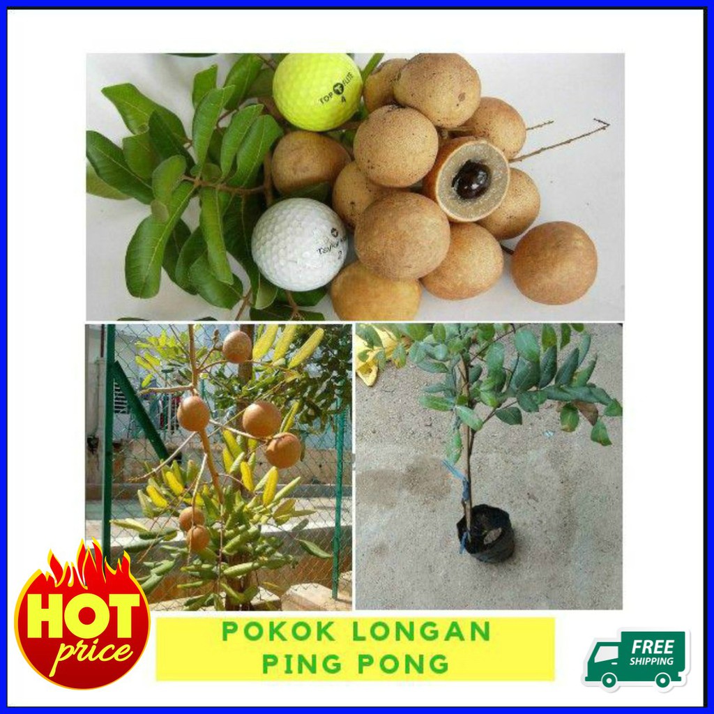 Hot Price Anak Pokok Longan Ping Pong Shopee Malaysia