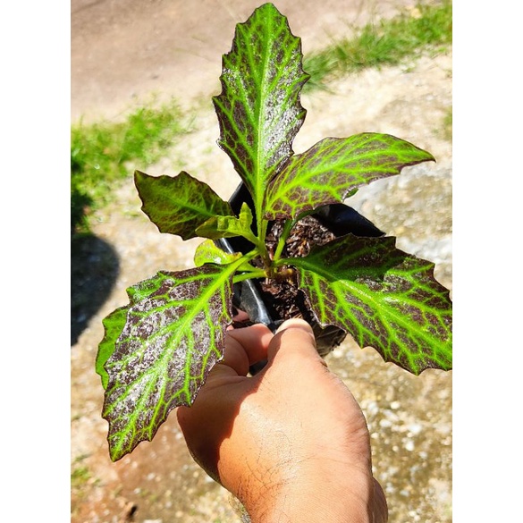 Cekur Hitam Siam Malaysia Pokok Herba Mudah Dapat Facebook