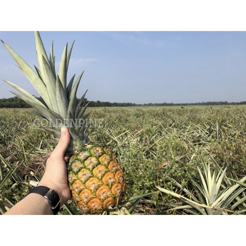 Nanas MD2/ Fresh MD2 Pineapple Super Sweet Pineapple Direct from Farm