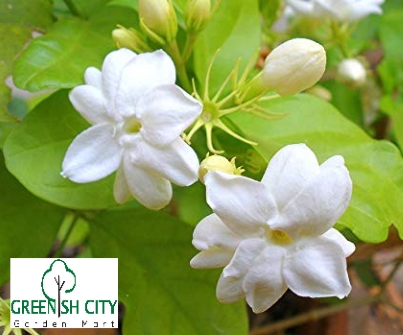 Gnc Jasmine Flower Pokok Jasmin Jasminum Sambac Live Plant Tree 茉莉花 Shopee Malaysia