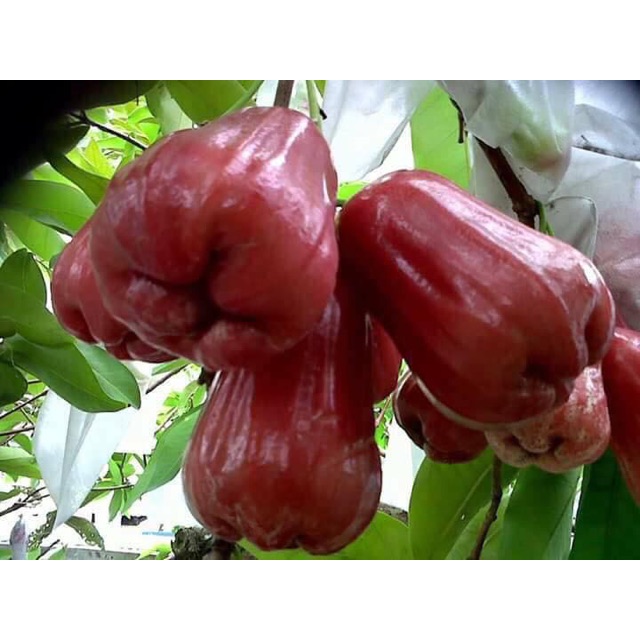 Pokok Tut Jambu Air Madu Thai King