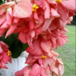 pokok bunga  janda  kaya  merah Shopee Malaysia