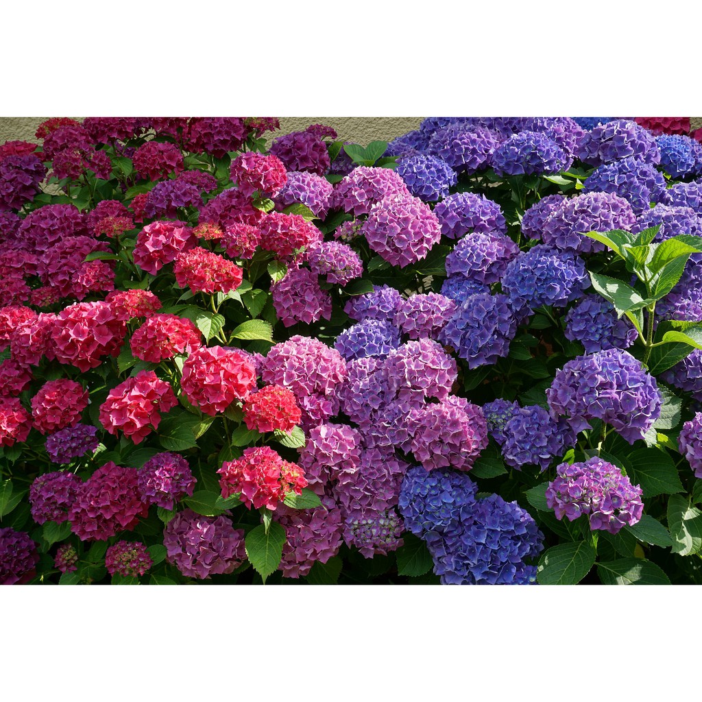 Hydrangea Bunga Siti Zubaidah (ready stok)Benih bagus yang boleh hidup di cuaca panas dan sederhana/Pelbagai Warna