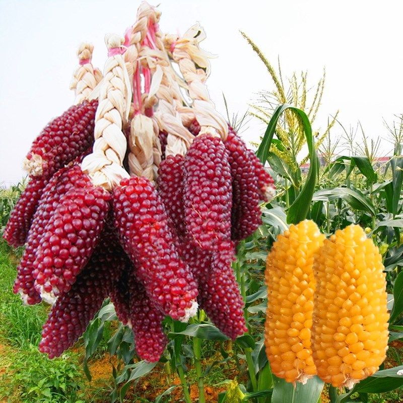 Buy Buah Mentah Jagung Benih Strawberi Jagung Jagung Benih Jagung 