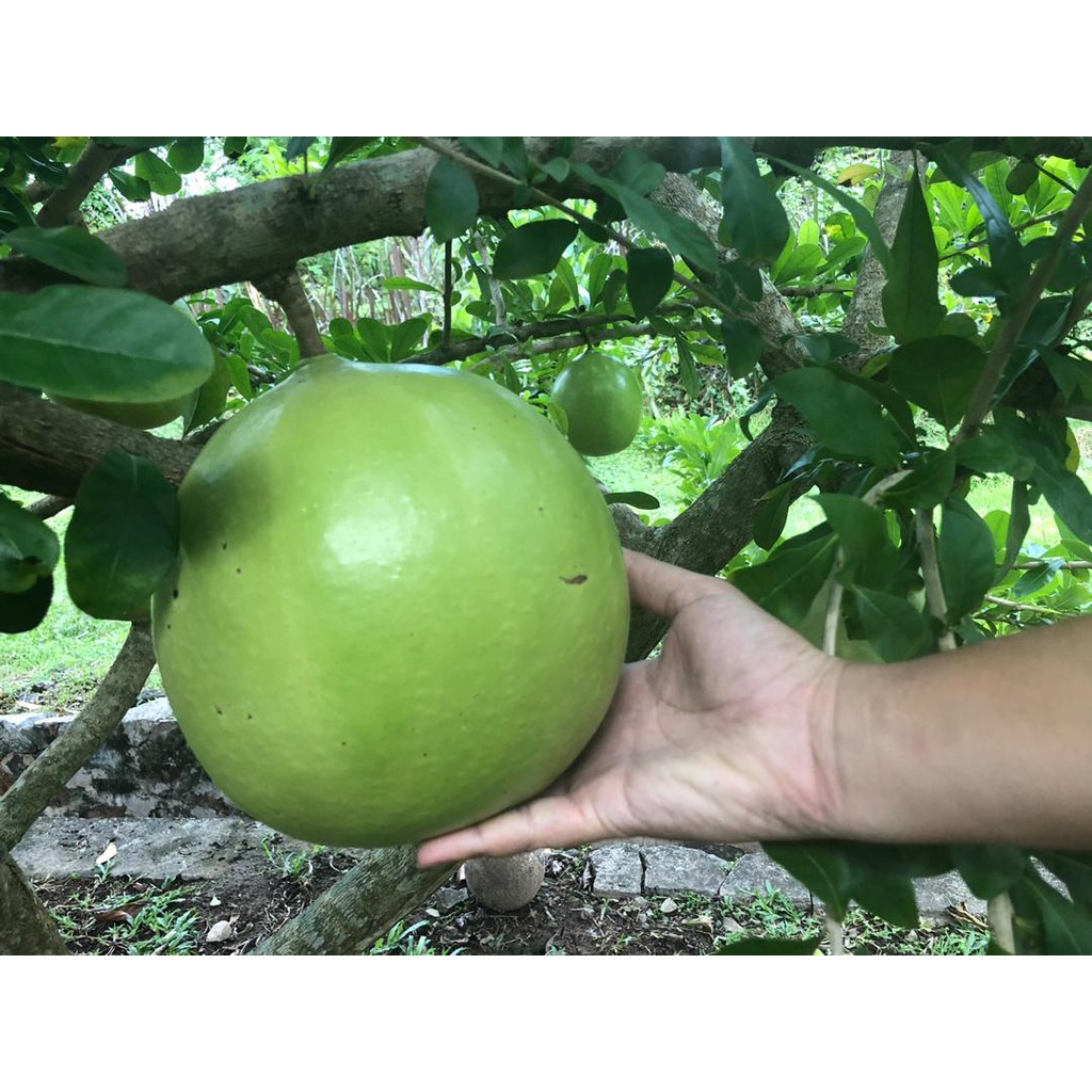 Buy Labu Kayu Buah Pokok Maja Buah Segar Seetracker Malaysia