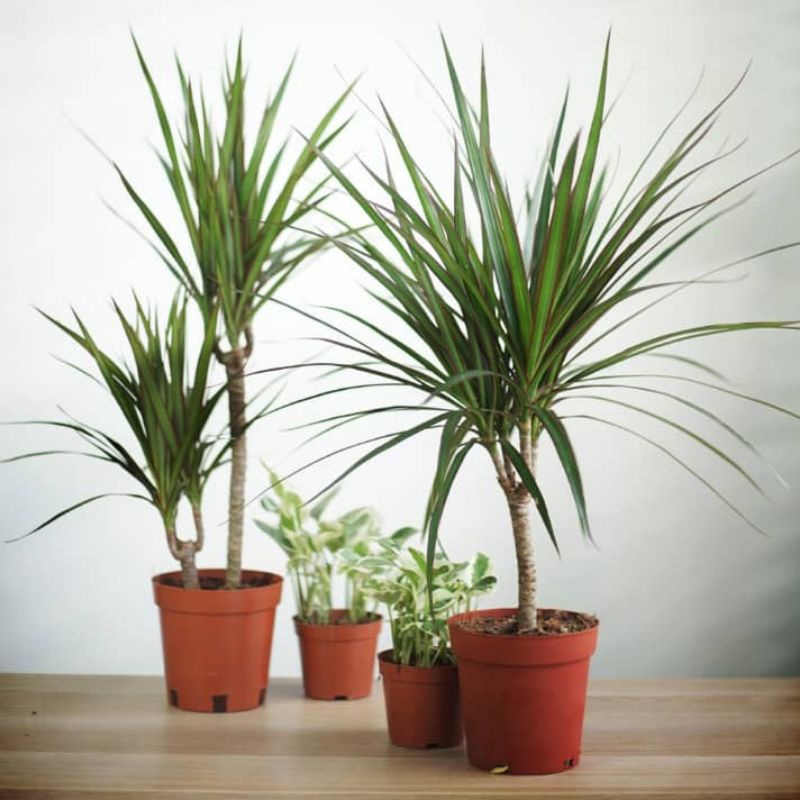 Live Plant Dragon Tree DIY / Dracaena Marginata Green (7080cm